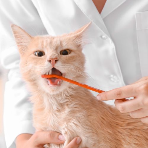 veterinarian brushing cat's teeth