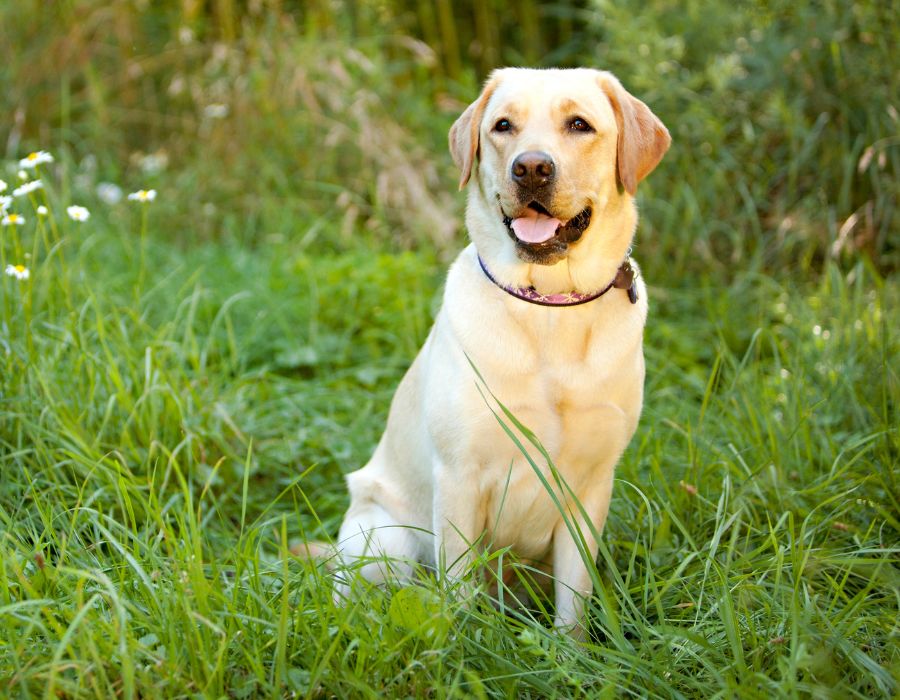 Healthy Yellow Lab dog outside