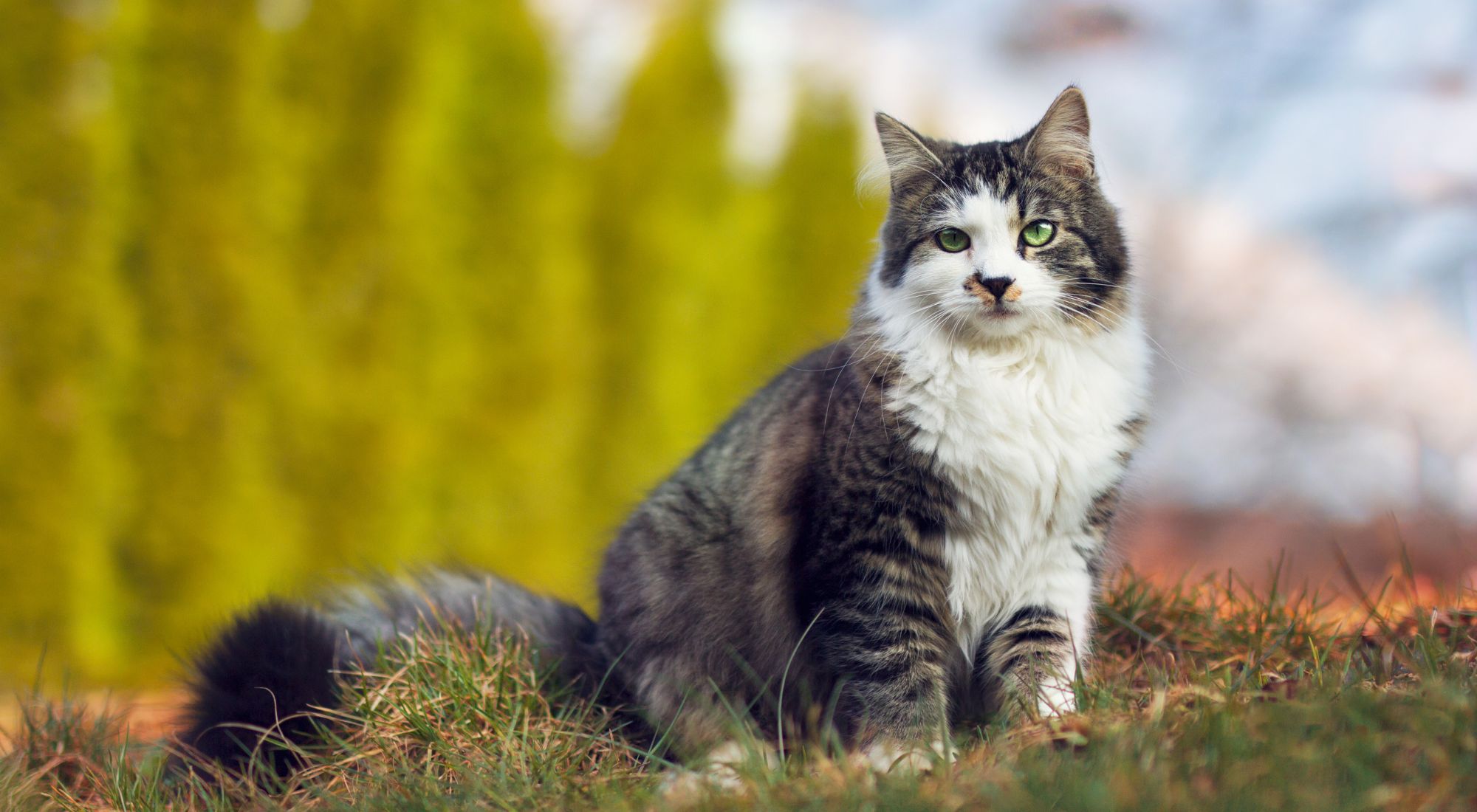 Vet Near Me Gig Harbor, WA 98335 Evergreen Animal Hospital