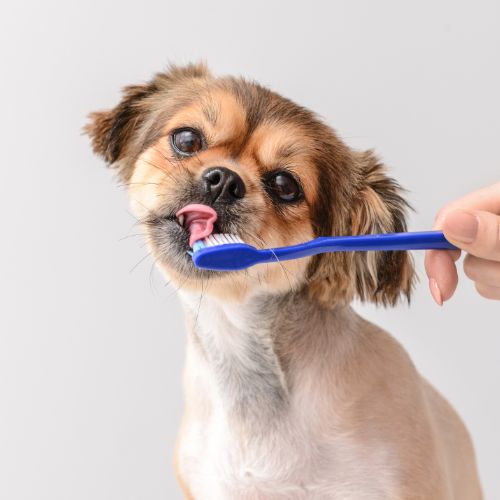 A person brushing dog's teeth