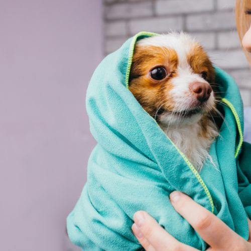 A person holding a dog in a blanket