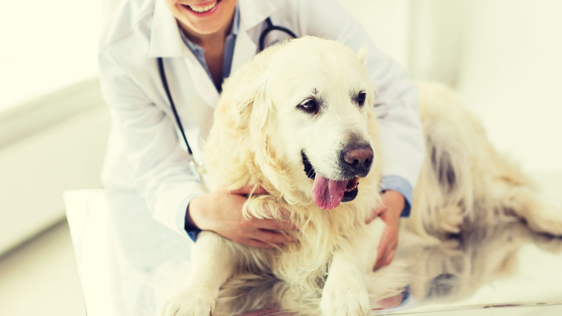 Veterinarian In Gig Harbor, WA 98335 | Evergreen Animal Hospital